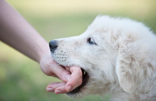 犬に噛まれる夢