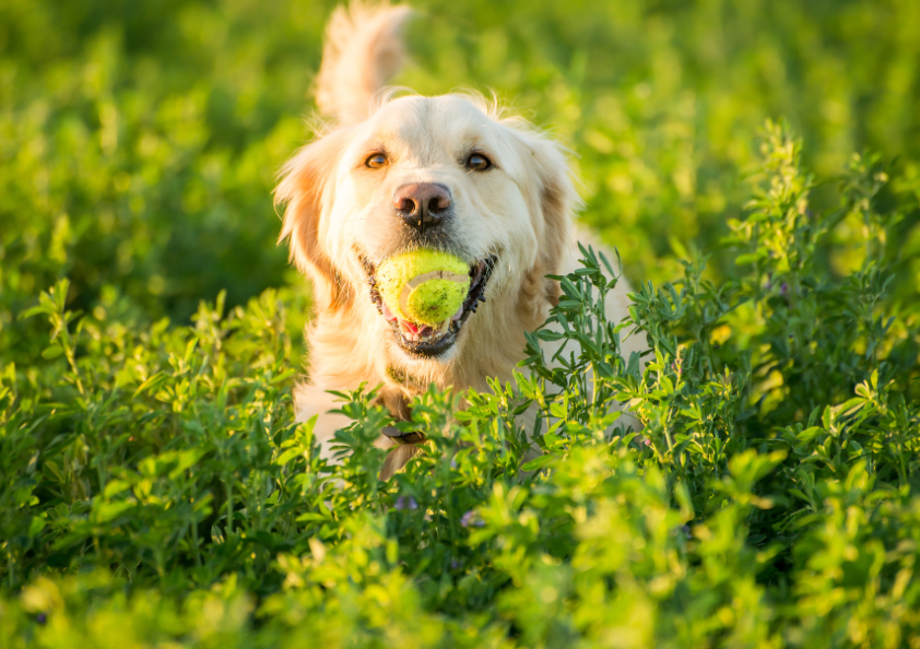 犬に追いかけられる夢の意味